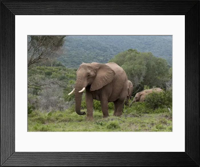 Framed Print : Elephant (Loxodonta africana), Kariega Game Reserve, South Africa, Africa Framed Print : Elephant (Loxodonta africana), Kariega Game Reserve, South Africa, Africa