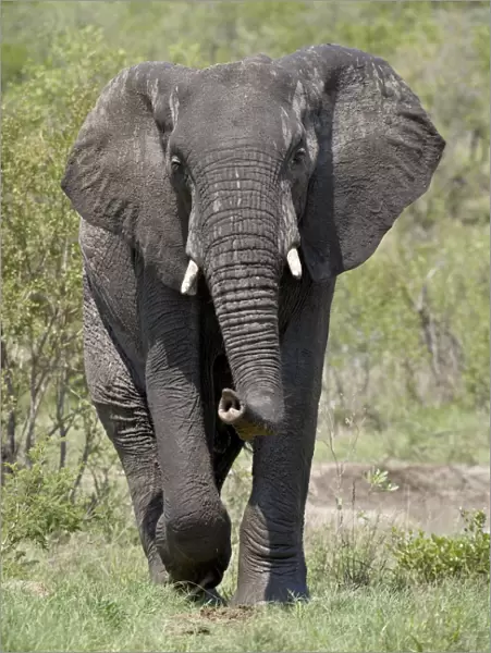 African Elephant (Loxodonta africana), Kruger National Park, South Africa, Africa