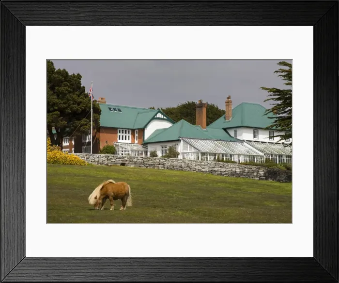 Framed Print : Horse and Goverment House in Port Stanley, Falkland Islands (Islas Malvinas) Framed Print : Horse and Goverment House in Port Stanley, Falkland Islands (Islas Malvinas)