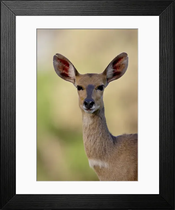 Framed Print : Female Bushbuck (Tragelaphus scriptus), Kruger National Park, South Africa, Africa Framed Print : Female Bushbuck (Tragelaphus scriptus), Kruger National Park, South Africa, Africa