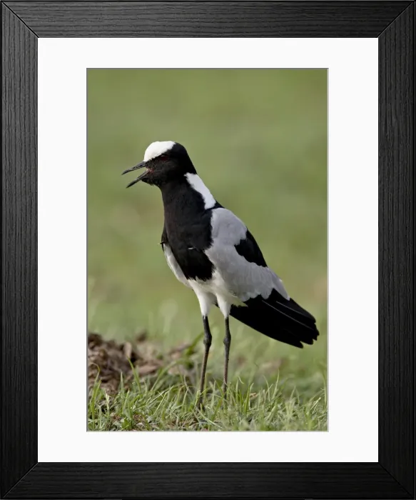 Framed Print : Blacksmith Plover or Blacksmith Lapwing (Vanellus armatus), Kruger National Park Framed Print : Blacksmith Plover or Blacksmith Lapwing (Vanellus armatus), Kruger National Park