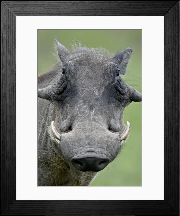 Framed Print : Warthog (Phacochoerus aethiopicus), Kruger National Park, South Africa, Africa Framed Print : Warthog (Phacochoerus aethiopicus), Kruger National Park, South Africa, Africa