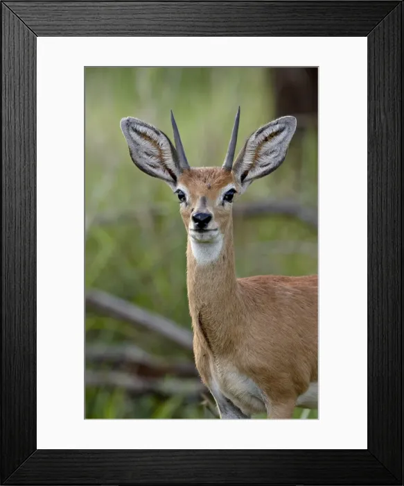 Framed Print : Male Steenbok (Raphicerus campestris), Kruger National Park, South Africa, Africa Framed Print : Male Steenbok (Raphicerus campestris), Kruger National Park, South Africa, Africa