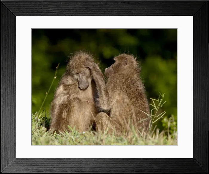 Framed Print : Two Chacma Baboons (Papio ursinus) grooming, Kruger National Park, South Africa, Africa Framed Print : Two Chacma Baboons (Papio ursinus) grooming, Kruger National Park, South Africa, Africa