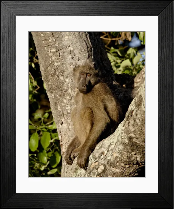 Framed Print : Chacma Baboon (Papio ursinus) in a tree, Kruger National Park, South Africa, Africa Framed Print : Chacma Baboon (Papio ursinus) in a tree, Kruger National Park, South Africa, Africa