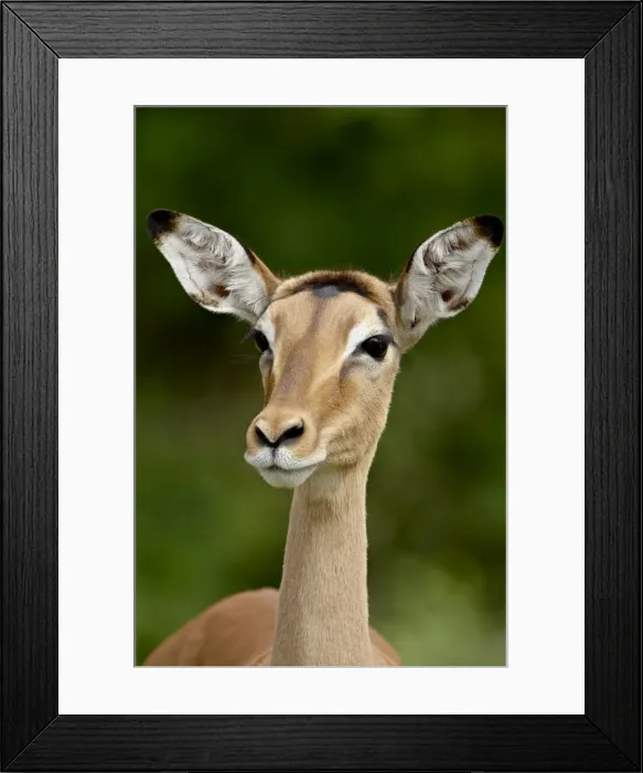 Framed Print : Female Impala (Aepyceros melampus), Kruger National Park, South Africa, Africa Framed Print : Female Impala (Aepyceros melampus), Kruger National Park, South Africa, Africa