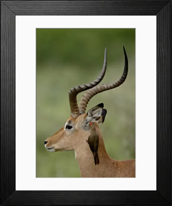 Framed Print : Male Impala (Aepyceros melampus) with a Red-Billed Oxpecker (Buphagus erythrorhynchus) Framed Print : Male Impala (Aepyceros melampus) with a Red-Billed Oxpecker (Buphagus erythrorhynchus)