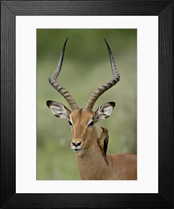 Framed Print : Male Impala (Aepyceros melampus) with a Red-Billed Oxpecker (Buphagus erythrorhynchus) Framed Print : Male Impala (Aepyceros melampus) with a Red-Billed Oxpecker (Buphagus erythrorhynchus)