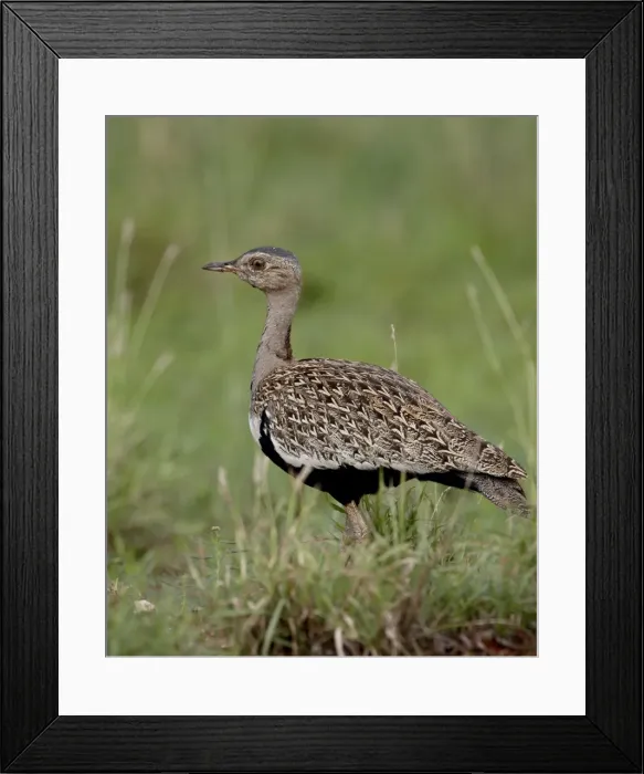 Framed Print : Male Black-Bellied Bustard (Black-Bellied Korhaan) (Eupodotis melanogaster) Framed Print : Male Black-Bellied Bustard (Black-Bellied Korhaan) (Eupodotis melanogaster)