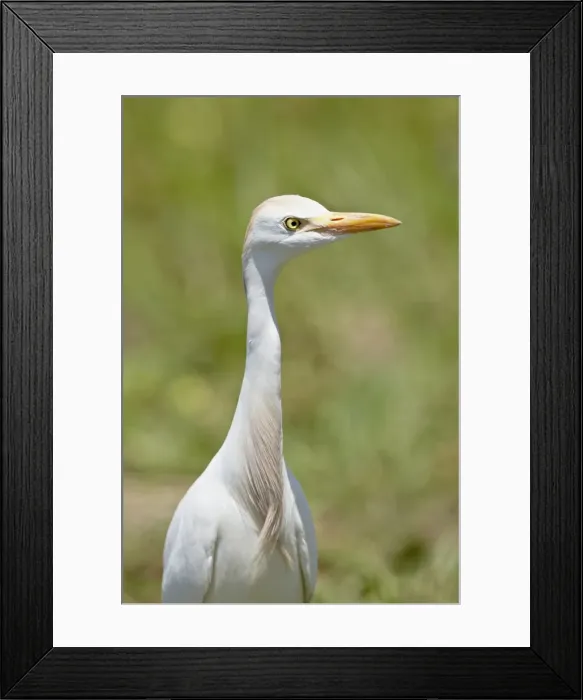Framed Print : Cattle Egret (Bubulcus ibis), Kruger National Park, South Africa, Africa Framed Print : Cattle Egret (Bubulcus ibis), Kruger National Park, South Africa, Africa