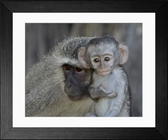 Framed Print : Vervet Monkey (Chlorocebus aethiops) infant and mother, Kruger National Park Framed Print : Vervet Monkey (Chlorocebus aethiops) infant and mother, Kruger National Park