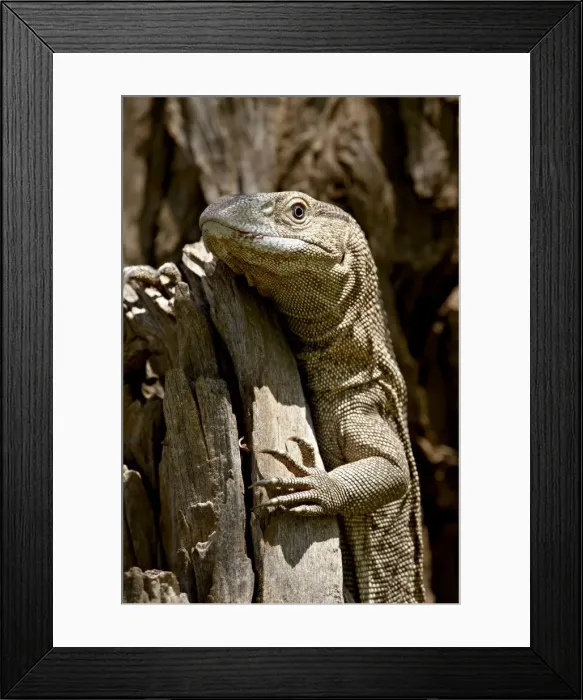 Framed Print : Rock Monitor (White-Throated Monitor) (Varanus albigularis), Kruger National Park Framed Print : Rock Monitor (White-Throated Monitor) (Varanus albigularis), Kruger National Park