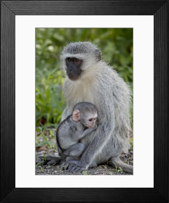 Framed Print : Vervet Monkey (Chlorocebus aethiops) mother and infant, Kruger National Park Framed Print : Vervet Monkey (Chlorocebus aethiops) mother and infant, Kruger National Park