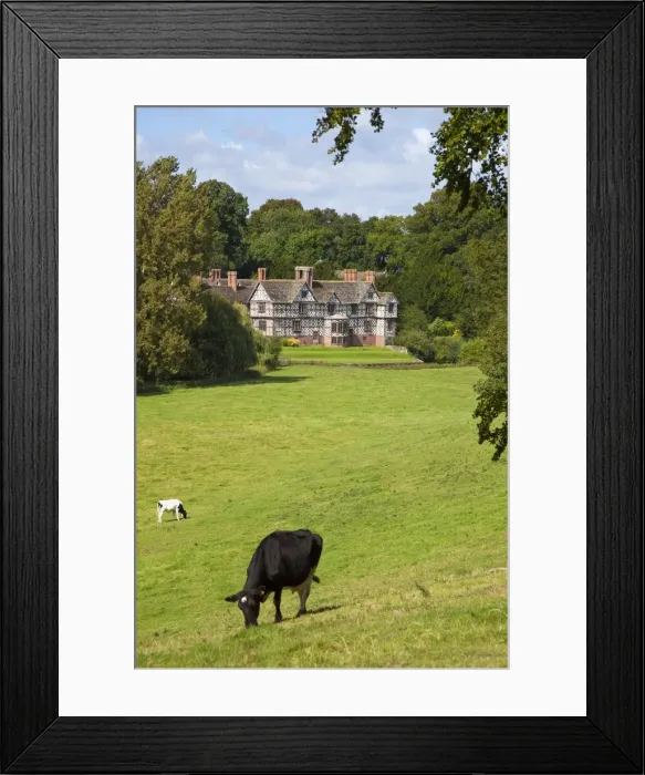 Framed Print : Cows graze on meadows surrounding Pitchford Hall, an Elizabethan half-timbered house Framed Print : Cows graze on meadows surrounding Pitchford Hall, an Elizabethan half-timbered house