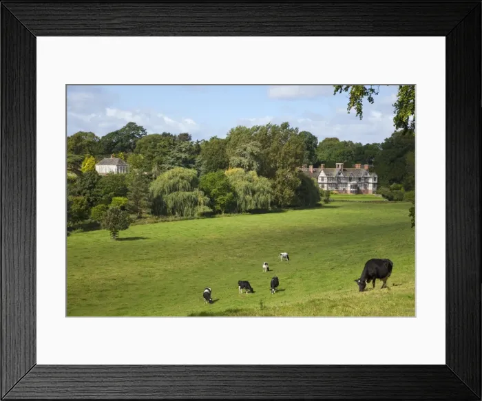 Framed Print : Cows graze on meadows surrounding Pitchford Hall, an Elizabethan half-timbered house Framed Print : Cows graze on meadows surrounding Pitchford Hall, an Elizabethan half-timbered house