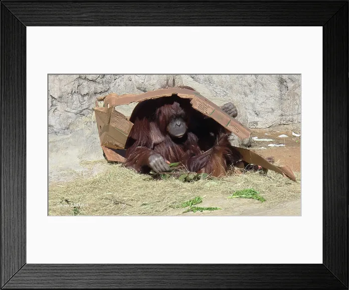 Framed Print : Orangutan, Tampa Zoo, United States of America Framed Print : Orangutan, Tampa Zoo, United States of America