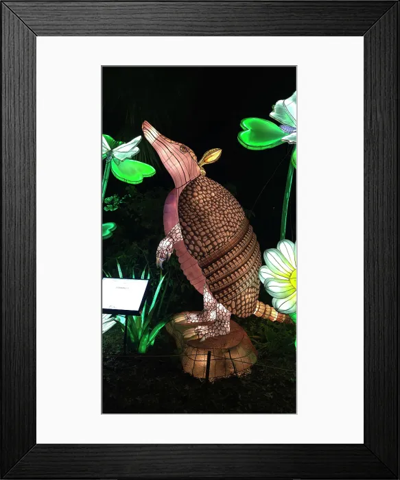 Framed Print : Asian Lantern Festival, Central Florida Zoo, United States of America Framed Print : Asian Lantern Festival, Central Florida Zoo, United States of America