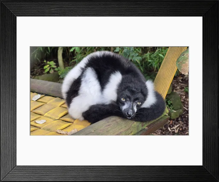 Framed Print : Black and White Ruffled Lemur (Varecia variegata), Hertfordshire Zoo, United Kingdom Framed Print : Black and White Ruffled Lemur (Varecia variegata), Hertfordshire Zoo, United Kingdom