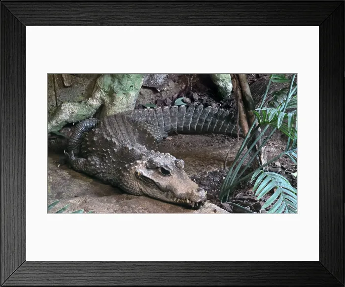 Framed Print : African Dwarf Crocodile (Osteolaemus tetraspis), Hertfordshire Zoo, United Kingdom Framed Print : African Dwarf Crocodile (Osteolaemus tetraspis), Hertfordshire Zoo, United Kingdom