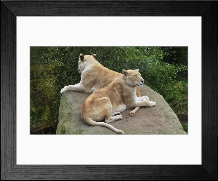 Framed Print : White Lions, Hertfordshire Zoo, United Kingdom Framed Print : White Lions, Hertfordshire Zoo, United Kingdom