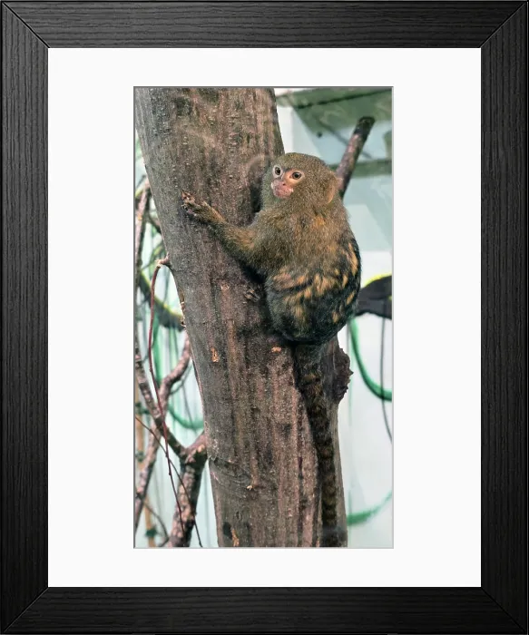 Framed Print : Pygmy Marmoset (Cebuella pygmaea), Hertfordshire Zoo, United Kingdom
