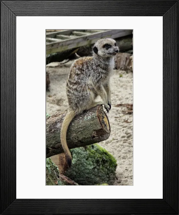Framed Print : Meerkat (Suricata suricatta), Hertfordshire Zoo, United Kingdom Framed Print : Meerkat (Suricata suricatta), Hertfordshire Zoo, United Kingdom