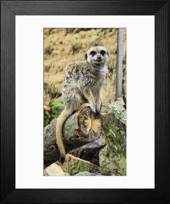 Framed Print : Meerkat (Suricata suricatta), Hertfordshire Zoo, United Kingdom Framed Print : Meerkat (Suricata suricatta), Hertfordshire Zoo, United Kingdom