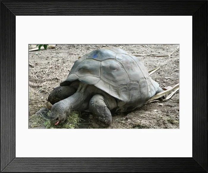 Framed Print : Giant Tortoise, London Zoo, United Kingdom Framed Print : Giant Tortoise, London Zoo, United Kingdom