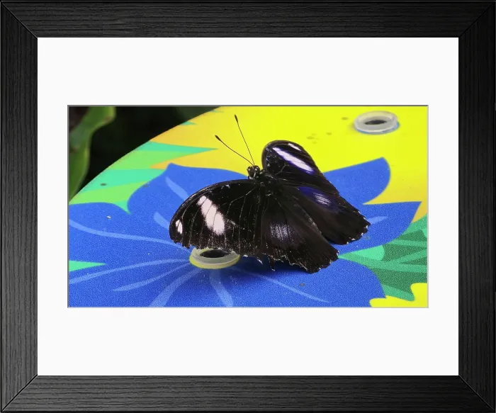 Framed Print : Butterfly Paradise, London Zoo, United Kingdom Framed Print : Butterfly Paradise, London Zoo, United Kingdom