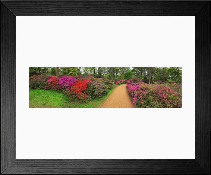 Framed Print : Azaleas, Isabella Plantation, United Kingdom Framed Print : Azaleas, Isabella Plantation, United Kingdom