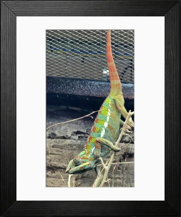Framed Print : Panther Chameleon, London Zoo, United Kingdom Framed Print : Panther Chameleon, London Zoo, United Kingdom
