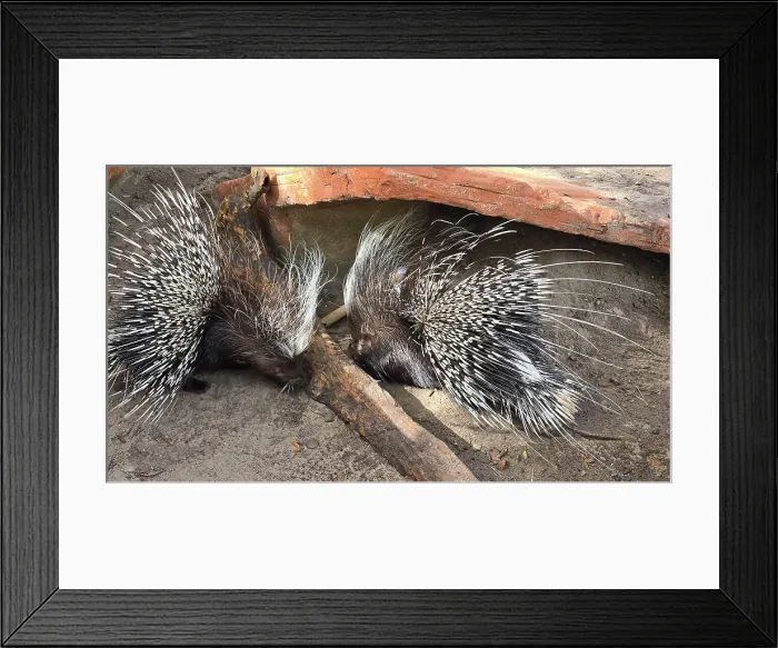 Framed Print : African Cape Porcupine, Central Florida Zoo, United States of America Framed Print : African Cape Porcupine, Central Florida Zoo, United States of America