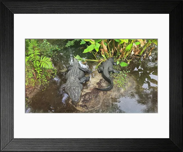 Framed Print : Alligators, Central Florida Zoo, United States of America Framed Print : Alligators, Central Florida Zoo, United States of America
