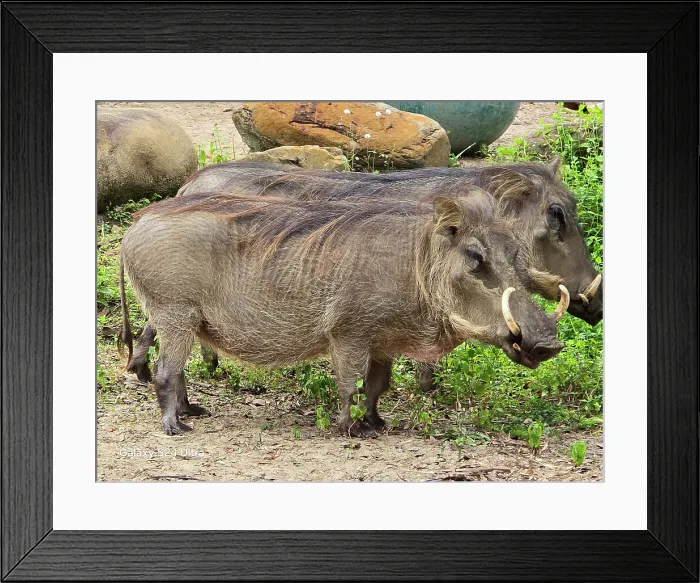 Framed Print : Warthog, Central Florida Zoo, United States of America Framed Print : Warthog, Central Florida Zoo, United States of America