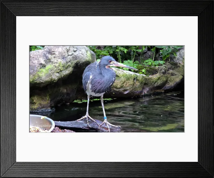 Framed Print : Blue Heron, Tampa Aquarium, United States of America Framed Print : Blue Heron, Tampa Aquarium, United States of America