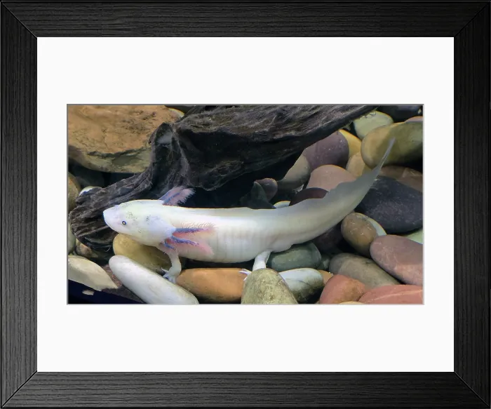 Framed Print : Axolotl, Tampa Aquarium, United States of America Framed Print : Axolotl, Tampa Aquarium, United States of America