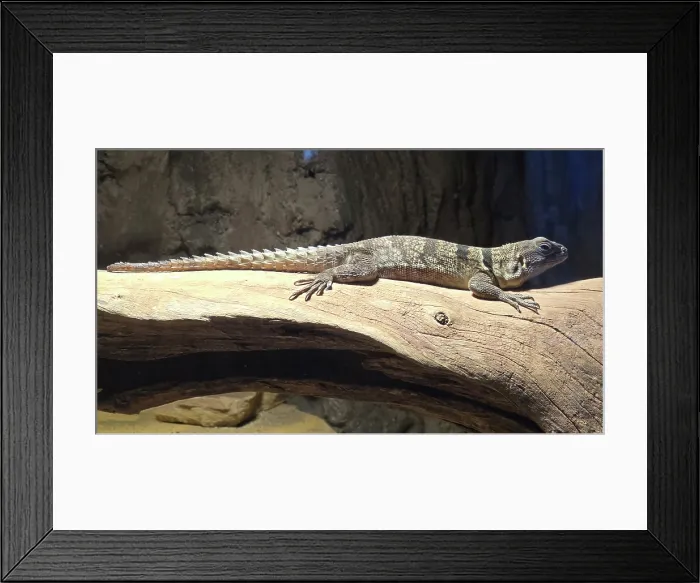 Framed Print : Iguana, Tampa Aquarium, United States of America Framed Print : Iguana, Tampa Aquarium, United States of America