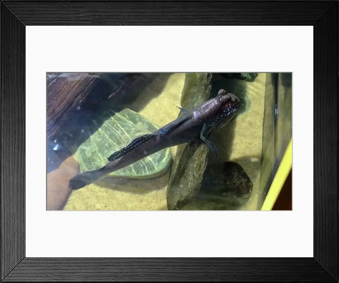 Framed Print : Mudskipper, Tampa Aquarium, United States of America Framed Print : Mudskipper, Tampa Aquarium, United States of America