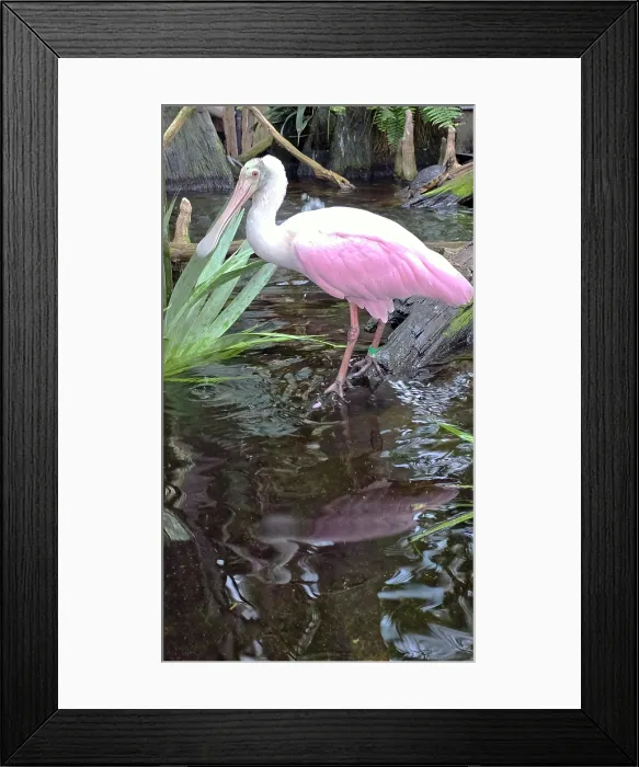 Framed Print : Roseate Spoonbill, Tampa Aquarium, United States of America