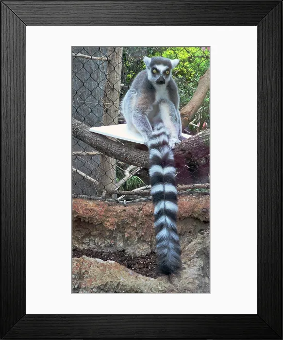 Framed Print : Ring-tailed Lemur, Tampa Aquarium, United States of America Framed Print : Ring-tailed Lemur, Tampa Aquarium, United States of America