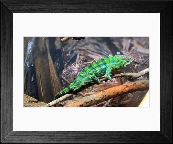 Framed Print : Panthers Chameleon, Tampa Aquarium, United States of America