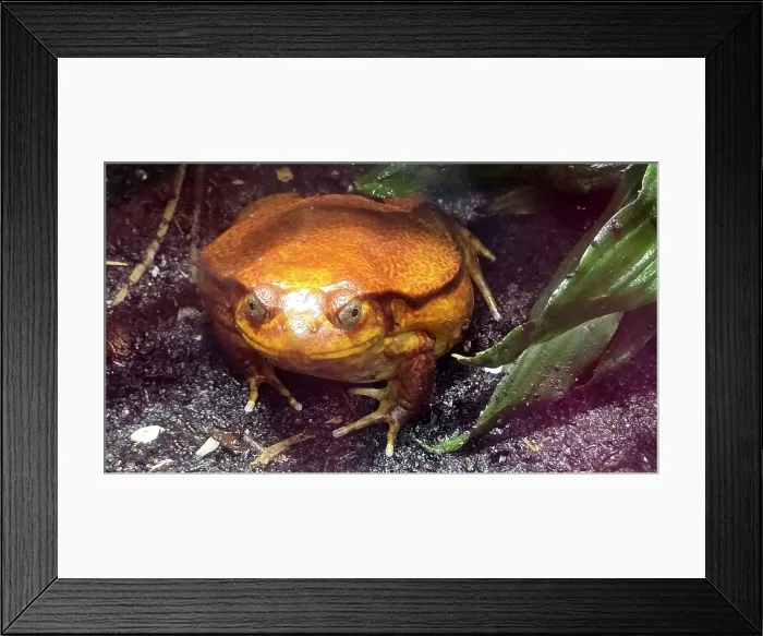 Framed Print : Tomato Frog, Tampa Zoo, United States of America Framed Print : Tomato Frog, Tampa Zoo, United States of America