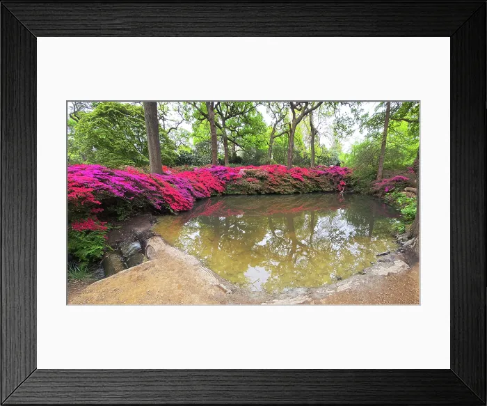 Framed Print : Azaleas, Isabella Plantation, United Kingdom Framed Print : Azaleas, Isabella Plantation, United Kingdom
