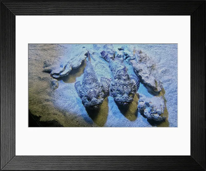 Framed Print : Scorpionfish, Tampa Aquarium, United States of America