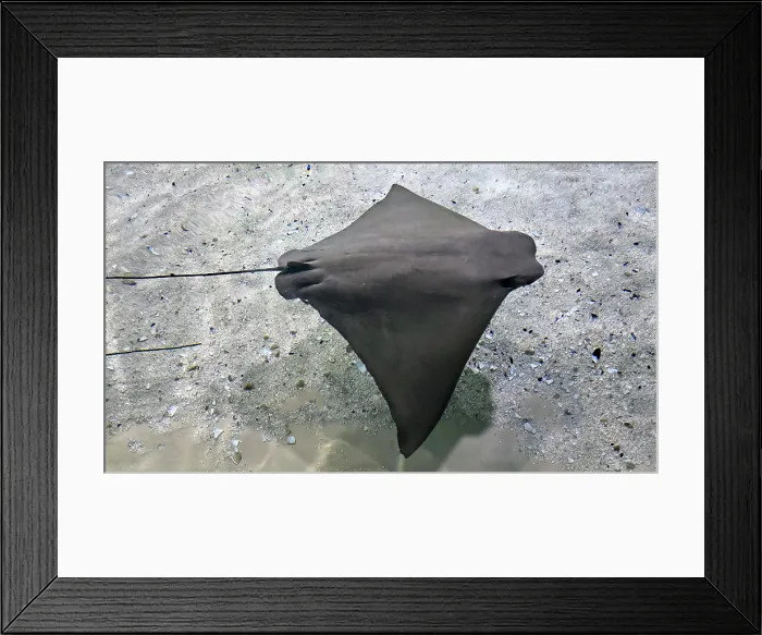 Framed Print : Sting Ray, Tampa Aquarium, United States of America Framed Print : Sting Ray, Tampa Aquarium, United States of America