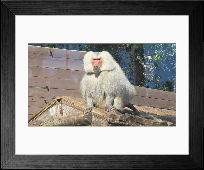 Framed Print : Hamadryas Babboon, Tampa Zoo, United States of America