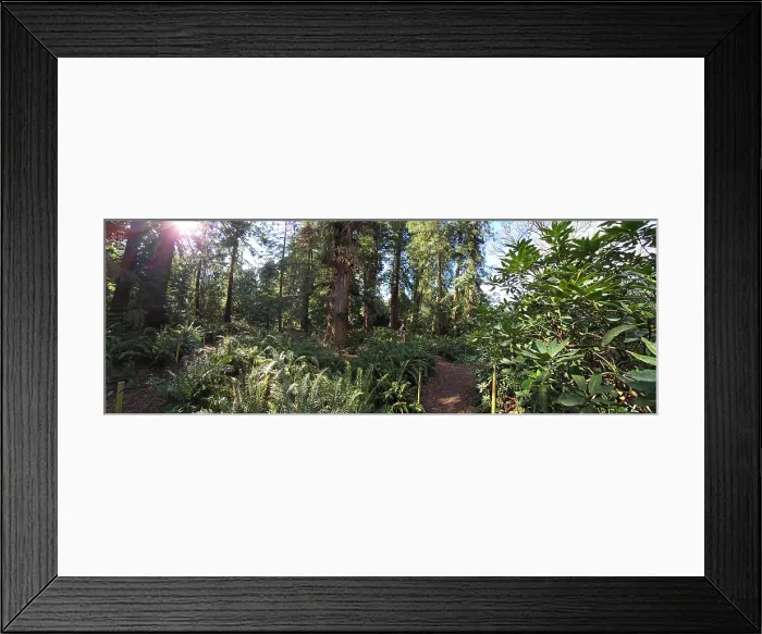 Framed Print : Redwood forest, Kew Gardens, United Kingdom Framed Print : Redwood forest, Kew Gardens, United Kingdom