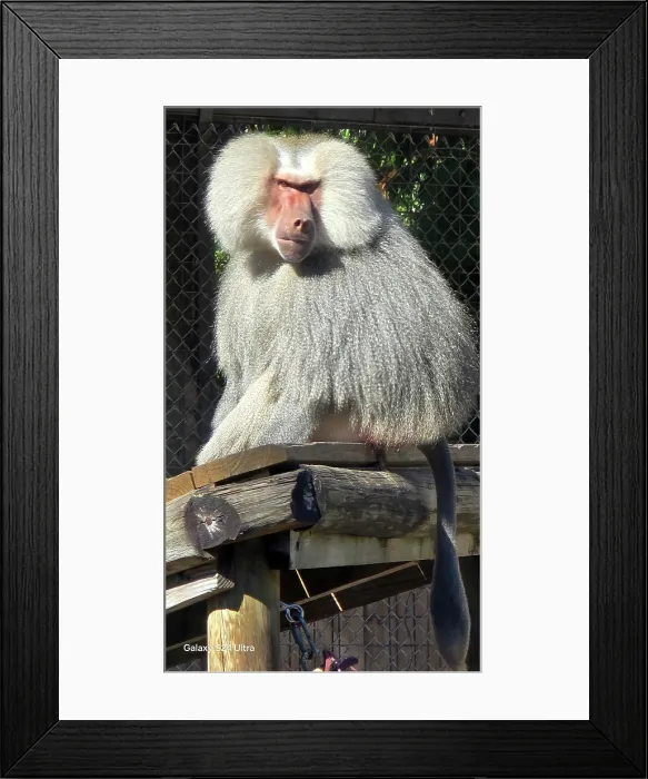 Framed Print : Hamadryas Babboon, Tampa Zoo, United States of America Framed Print : Hamadryas Babboon, Tampa Zoo, United States of America