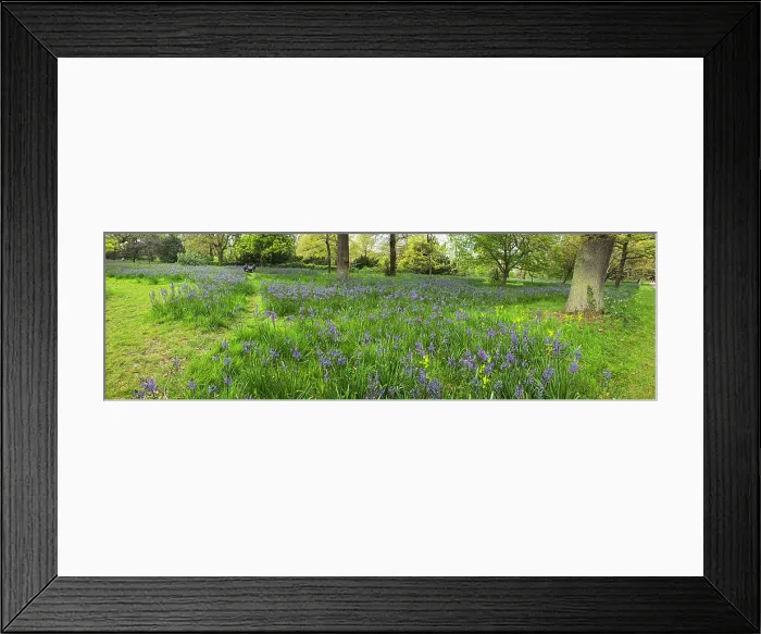 Framed Print : Camassia flowers, Kew Gardens, United Kingdom Framed Print : Camassia flowers, Kew Gardens, United Kingdom