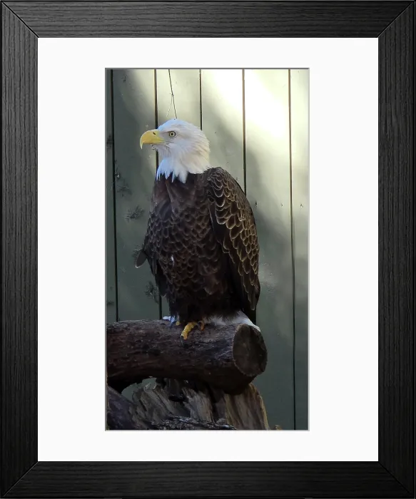 Framed Print : Southern Bald Eagle, Tampa Zoo, United States of America Framed Print : Southern Bald Eagle, Tampa Zoo, United States of America